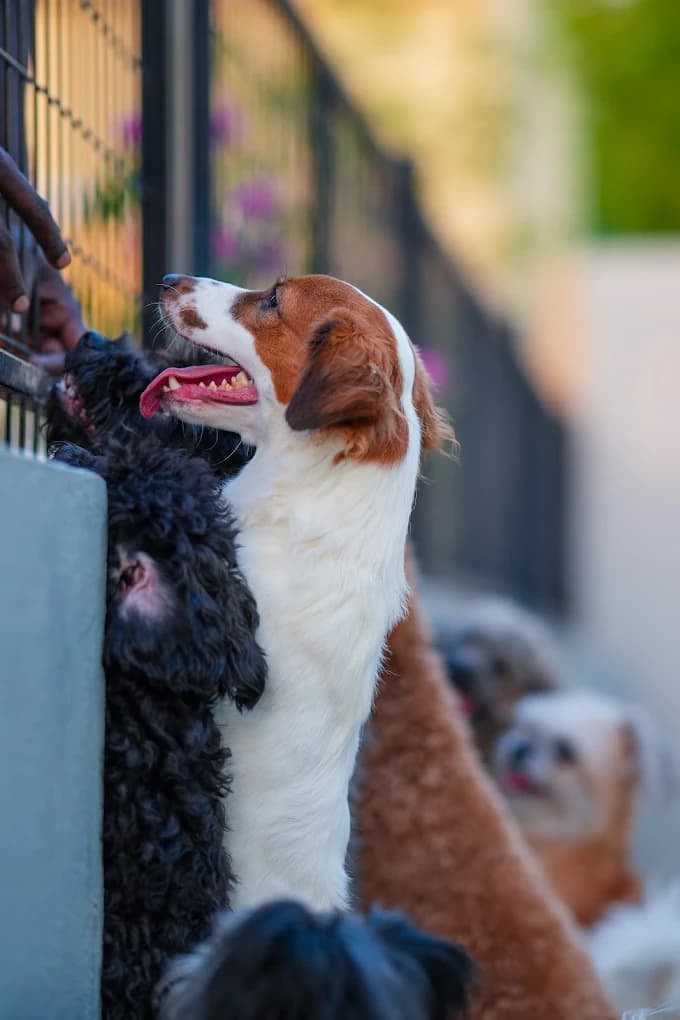 Professional Grooming