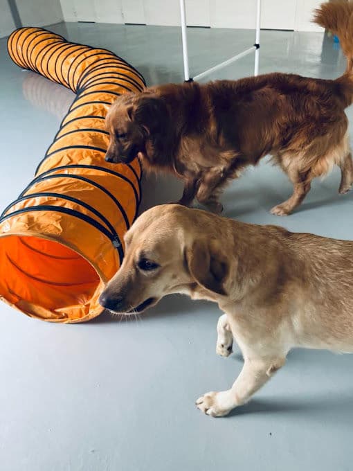 Dog Boarding Gallery 1