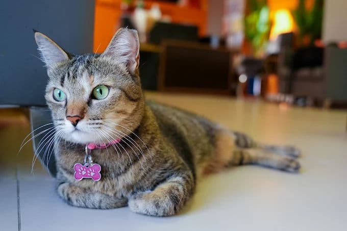 Cat Boarding Gallery Image 2