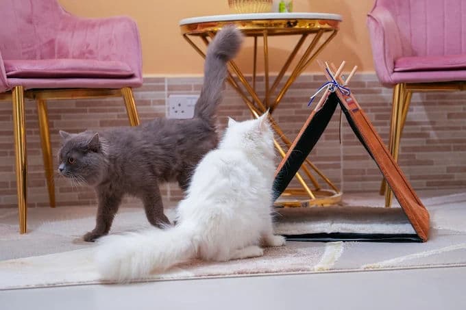 Cat Boarding Gallery Image 3